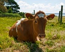 Photo of cow on Herm Island