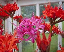 Red and pink Guernsey lilies